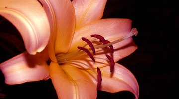 Lilies can symbolise love as well as unity between friends.