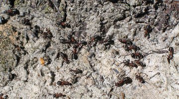 Ants continually police the area where they live.