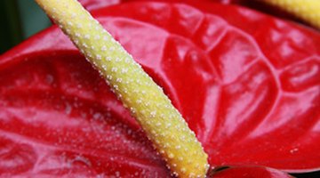 Red anthurium flower