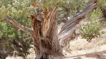 Ancient white cedar trees design a classic landscape.