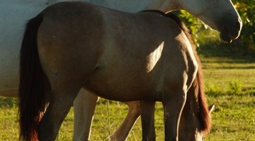 Horses are particularly susceptible to the toxins of the Leyland cypress.