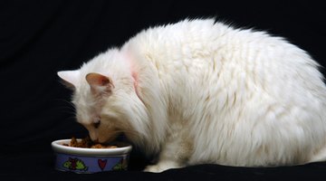 Eating spoiled food can cause colic in cats.