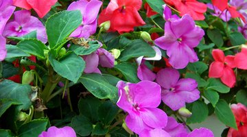 Impatiens essence is included in Rescue Remedy to ease irritability.