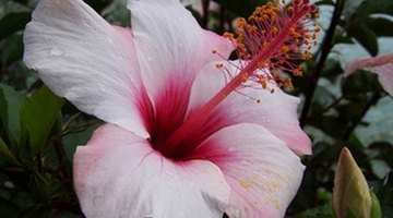 Hibiscus is a colourful evergreen that works well in hedges.