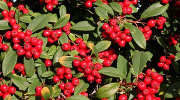 Pyracantha Coccinea grows bright-red berries.