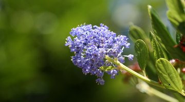 Some ceanothus shrubs produce blue or lavender-blue flowers, others white blooms.