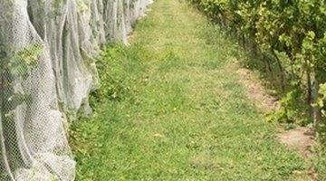 Netting used to protect orchards