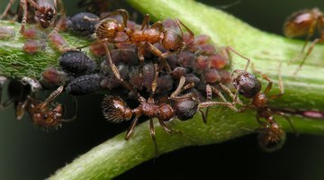 Aphids infest hibiscus plants with the help of ants.