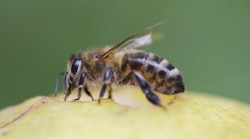 The European honeybee is an important pollinator of the world's crops.