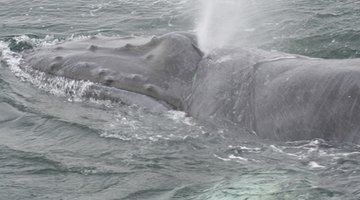 Giant whales eat almost microscopic krill and plankton.