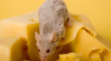 Pet rat
