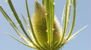The thistle flower is surrounded by spiky leaves.