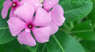 Vinca rosea