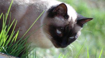 Siamese cats can suffer hormonal imbalances.