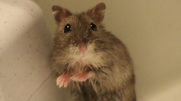 Pet hamster