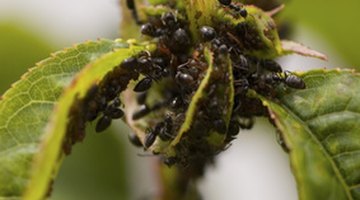 Ants like to eat young plant leaves.