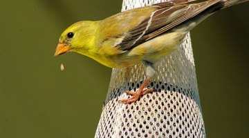 The female goldfinch is a duller yellow than the male.