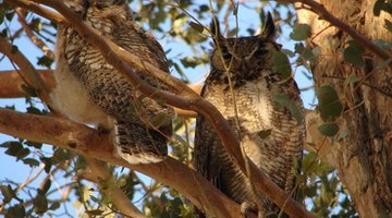 Great horned owls live in woodlands.