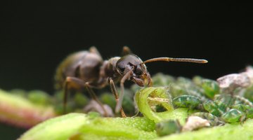 Ants are attracted to hibiscus flowers and bring aphids with them.