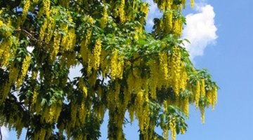 Laburnum is a favourite tree among gardeners.