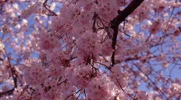Washington D.C., has several thousand cherry blossoms.
