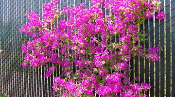 Bougainvillea grows well trellised and has colourful blooms.