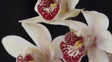 Cymbidium orchids are popular in the United States.