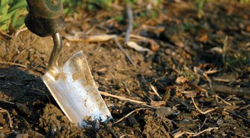 Coffee and citrus peel composts make excellent garden fertilizer.