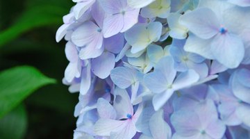 Hydrangea is a popular blue-flower option.