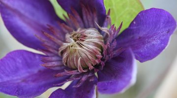 Though it has a similar corona, the clematis flower is much simpler than that of the passion flower.