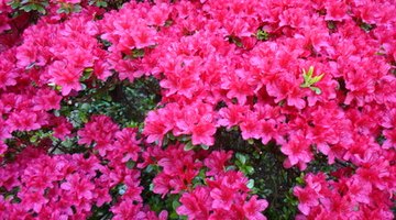 Plant colorful flowers of various heights to build your outdoor landscaping.