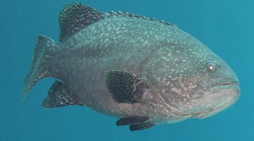 A grouper's skin tastes quite strong and should be removed before cooking.