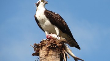 Eating fish containing DDT affected the osprey's fertility.