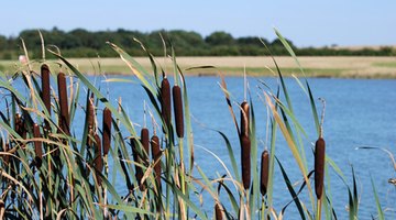 Though bulrushes are often overlooked for use in bouquets, they possess an understated beauty.