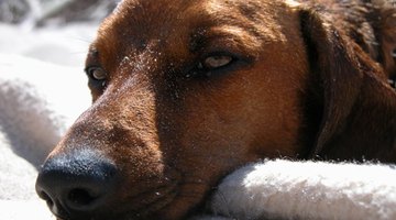 A dog with colic can manifest in a variety of symptoms.