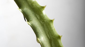¿Es tóxica la planta de aloe vera?