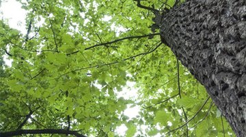 Average heights and sizes of oak trees depend upon the specific species.