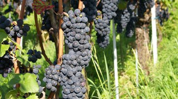 Because raisins are dried grapes, the quality of the grapes will determine the quality of the raisin wine.