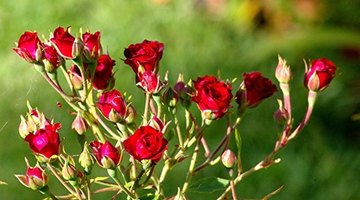 Miniature roses are suitable as both outdoor landscape plants and potted house plants.