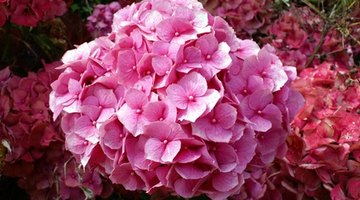 Pink hydrangeas are planted in high pH soil.
