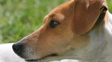 Jack Russell terriers are full of energy.