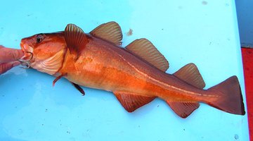 There are several different types of cod, including red cod and rock cod.