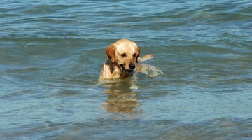 A Labrador unwilling to swim is a behaviour change.