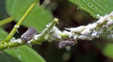Systemic insecticides are required to eliminate woolly aphids.