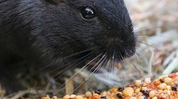 Pet gerbil