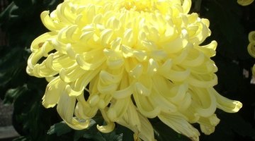 Chrysanthemum.