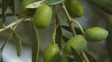 Omega-3 fatty acids promote brain growth.