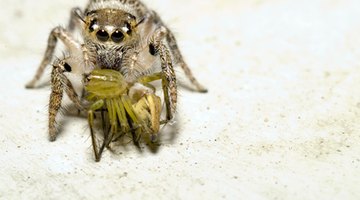 Jumping spiders, often encountered on the outside walls of homes and other structures, will prey on other spiders.