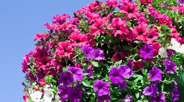 The beautiful colours of these petunias' corollas attract attention, fulfilling their function of enticing pollinators.