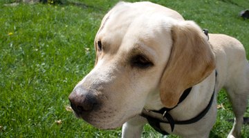 Normal alert head position for a Labrador.